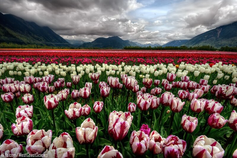 Tulip fields with mountains