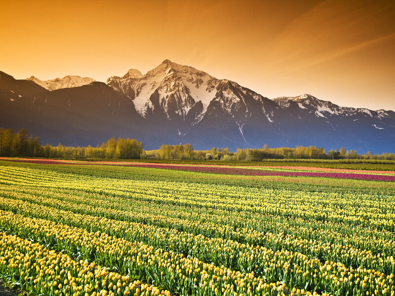 Tulip Fields with Mountains — Yellow, Serene, Sunset