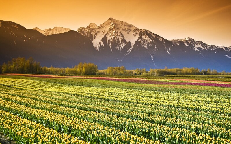 Tulip Fields with Mountains — Yellow, Serene