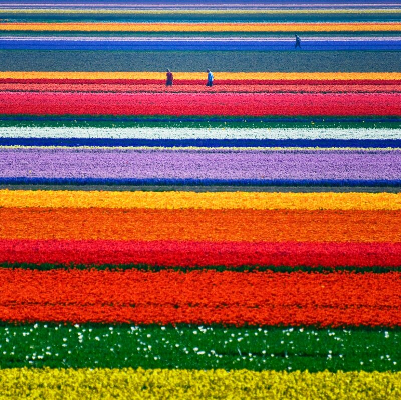 Tulip Fields with People