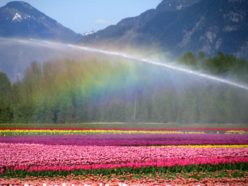 Tulip Fields with Rainbow