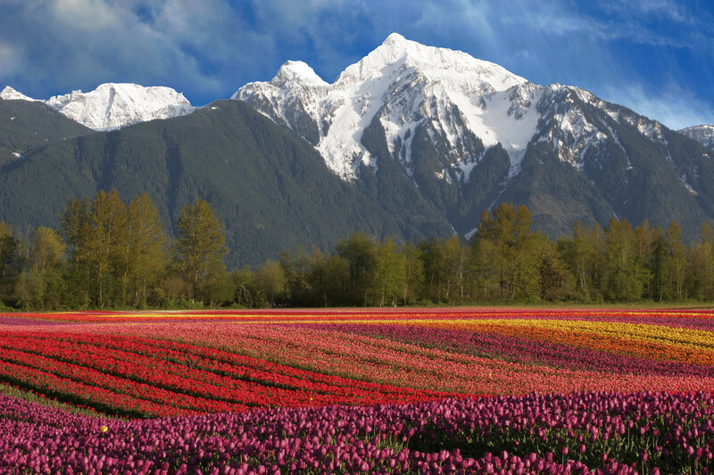 Tulip fields with snow-capped mountains