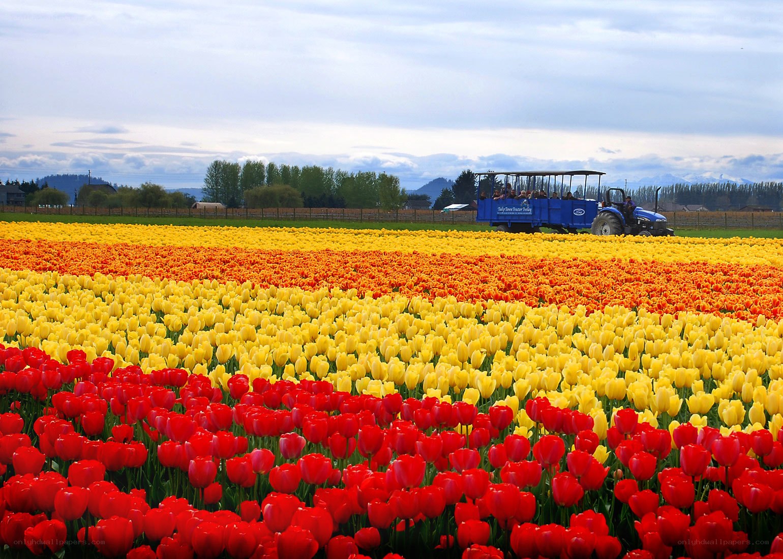 Tulip fields with tractor tour