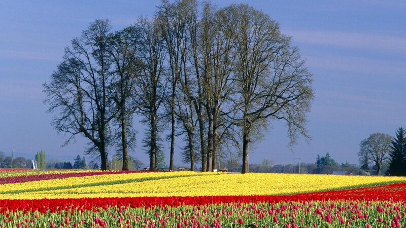 Tulip Fields with Trees — Yellow, Serene, Spring