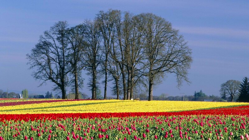 Tulip Fields with Trees — Yellow