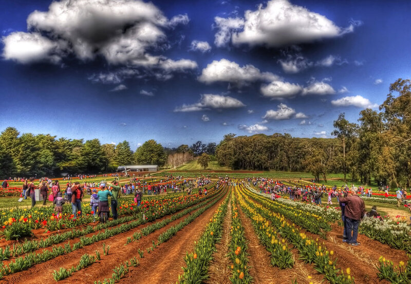 Tulip Fields with Visitors