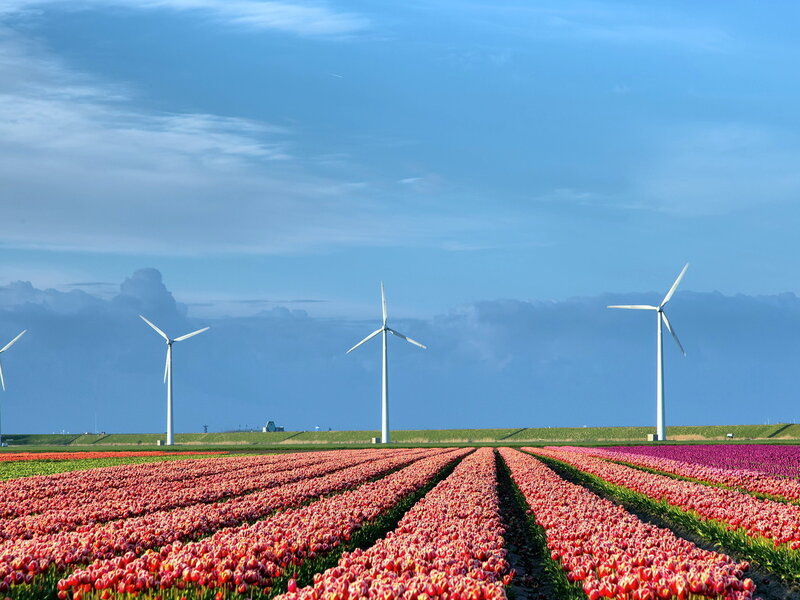 Tulip Fields with Wind Turbines — Blue