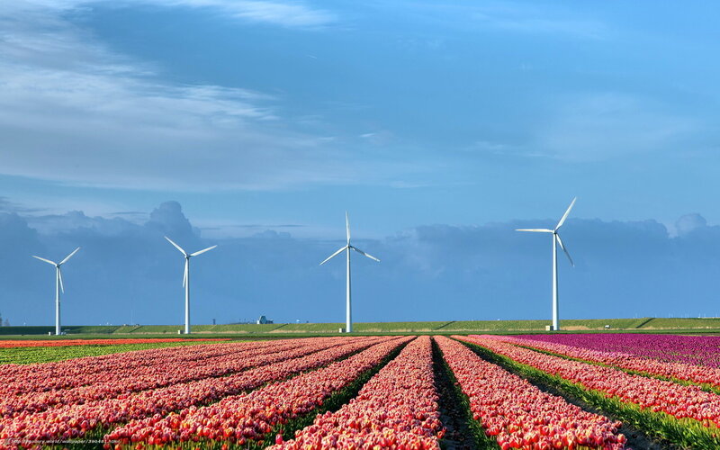 Tulip fields with wind turbines