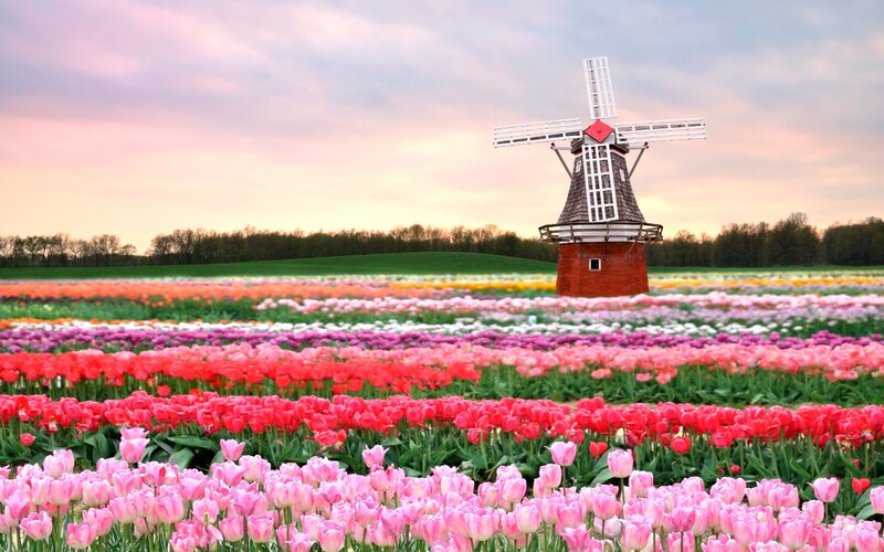 Tulip fields with windmill