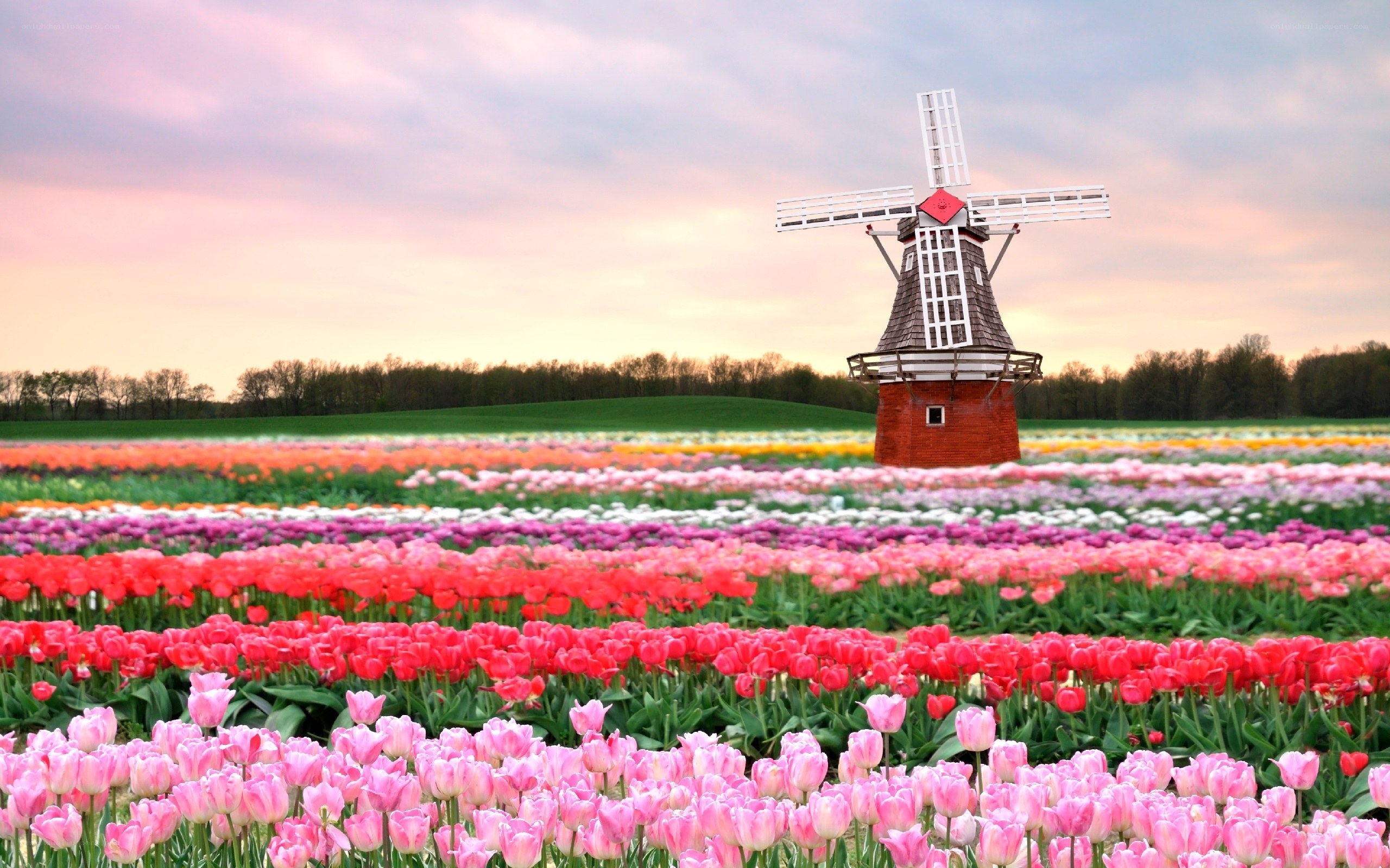Tulip fields with windmill