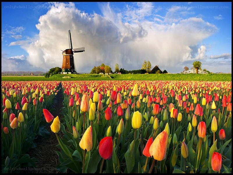 Tulip fields with windmill