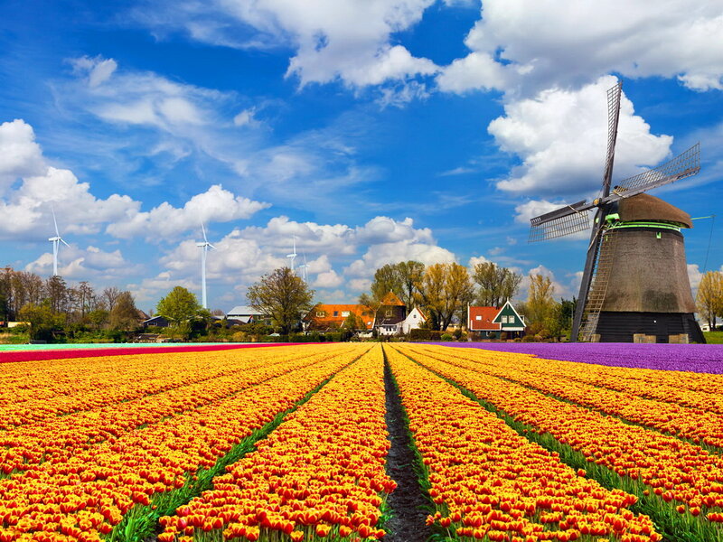 Tulip Fields with Windmill — Blue