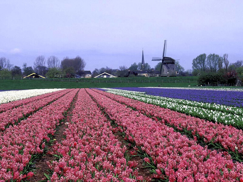 Tulip Fields with Windmill — Pink, Serene, Spring