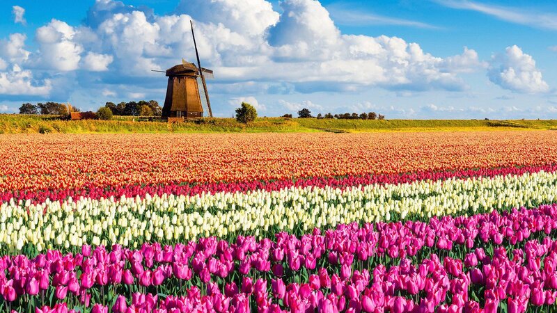 Tulip Fields with Windmill — Pink, Serene