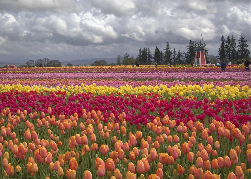 Tulip Fields with Windmill — Pink
