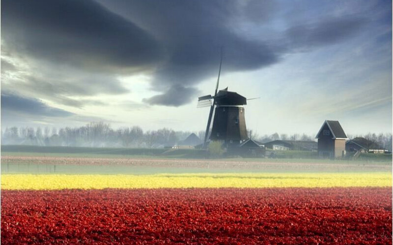 Tulip Fields with Windmill — Red, Dramatic