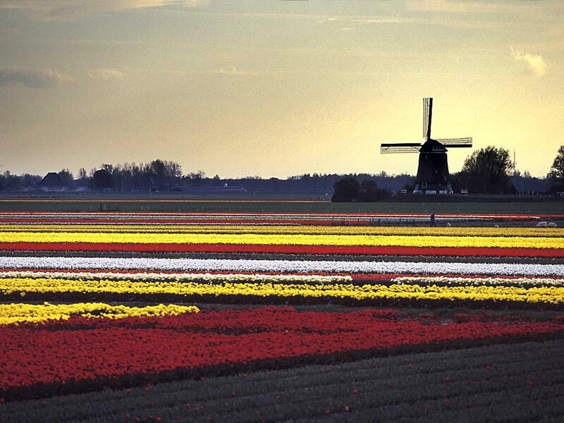 Tulip Fields with Windmill — Red, Serene, Sunset