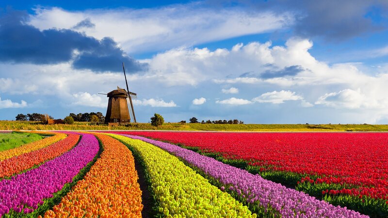 Tulip Fields with Windmill — Red, Serene