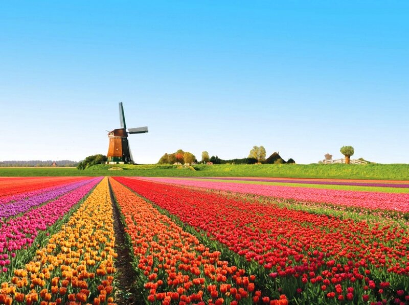 Tulip Fields with Windmill — Red