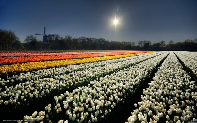 Tulip fields with windmill