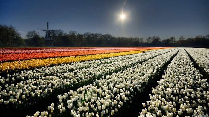 Tulip Fields with Windmill — White, Serene, Afternoon