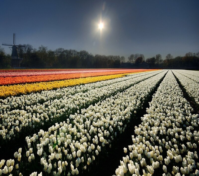 Tulip Fields with Windmill — White, Serene