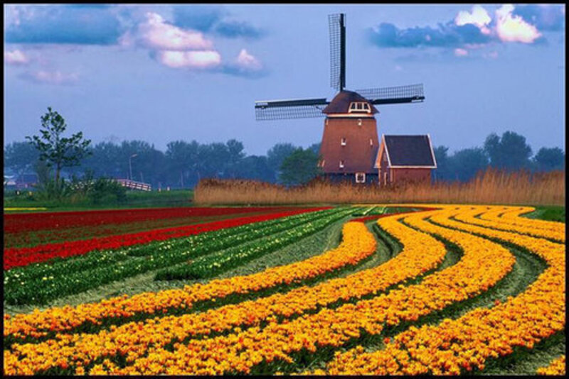 Tulip Fields with Windmill — Yellow