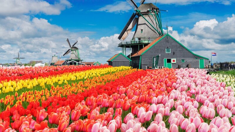 Tulip Fields with Windmills — Red, Bright
