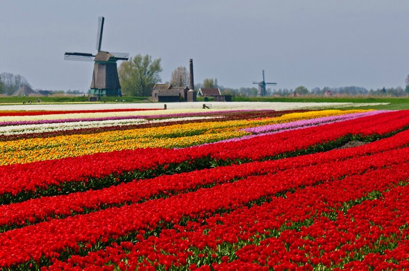 Tulip Fields with Windmills — Red