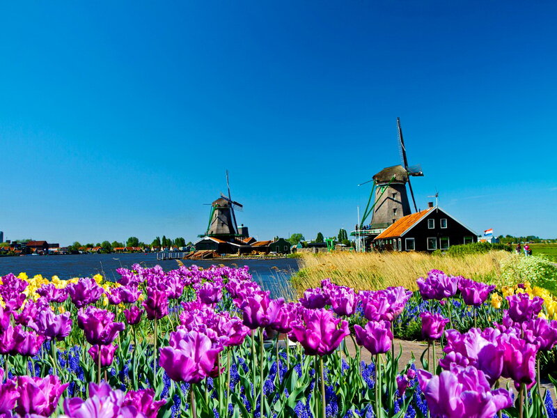 Tulip Fields with Windmills