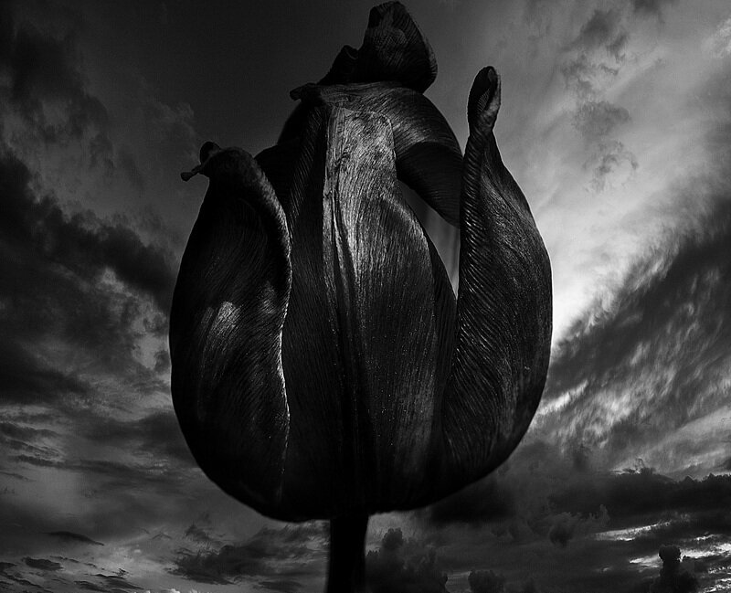 Tulip Flower Against Sky