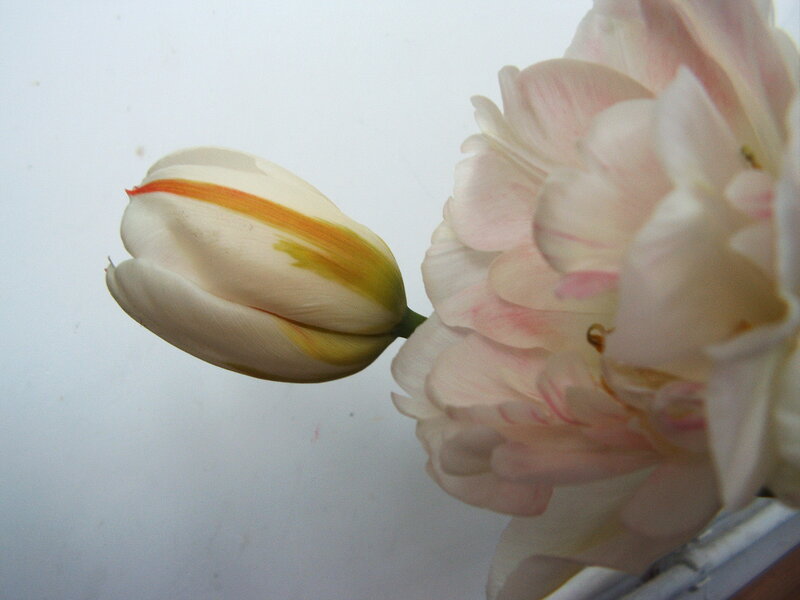 Tulip Flower and Bud