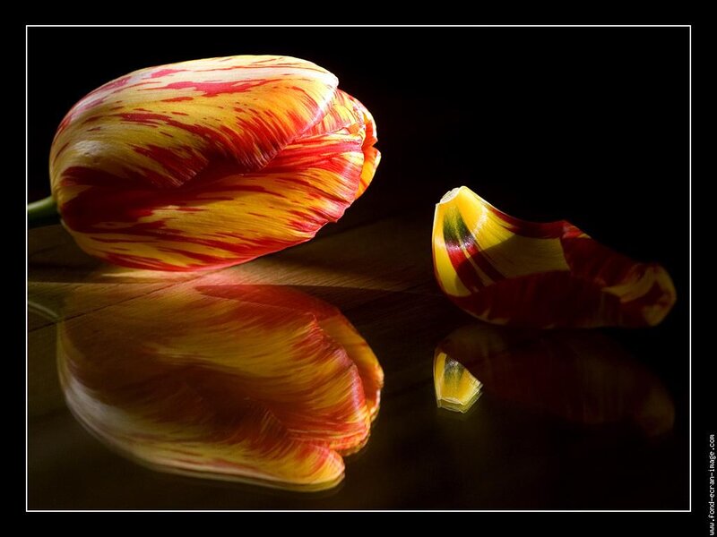 Tulip Flower and Petal