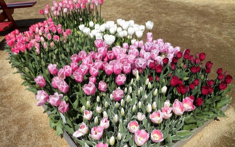 Tulip Flower Arrangement — Pink