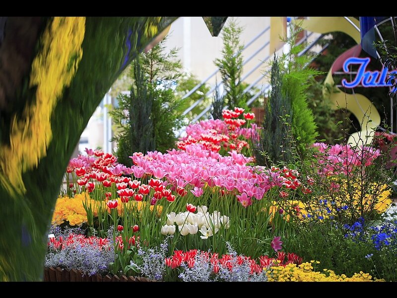 Tulip Flower Arrangement