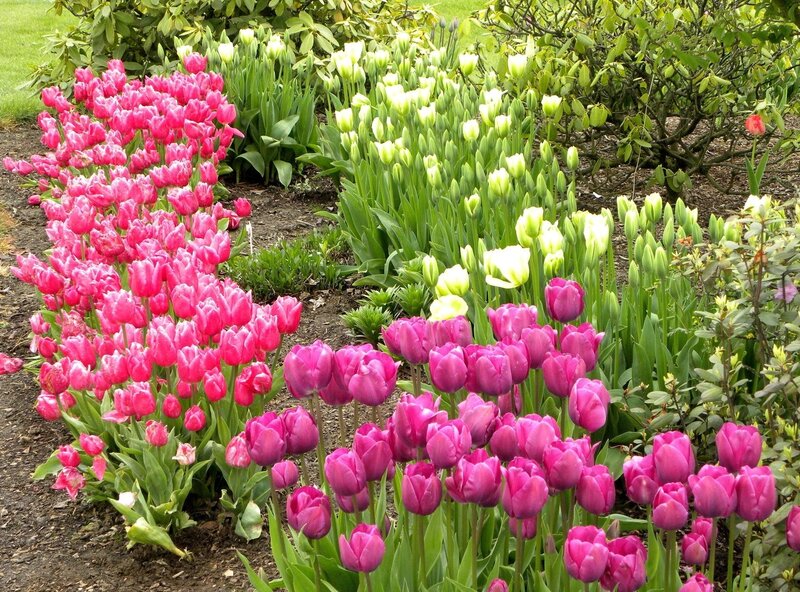 Tulip Flower Bed — Pink