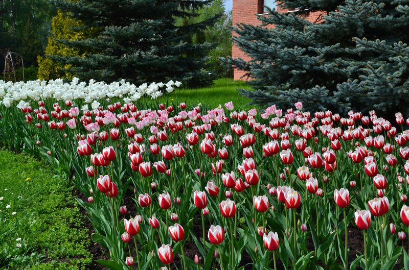 Tulip Flower Bed — Red, Serene, Spring