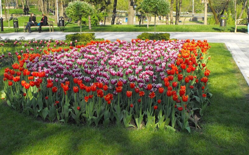 Tulip Flower Bed — Red, Serene