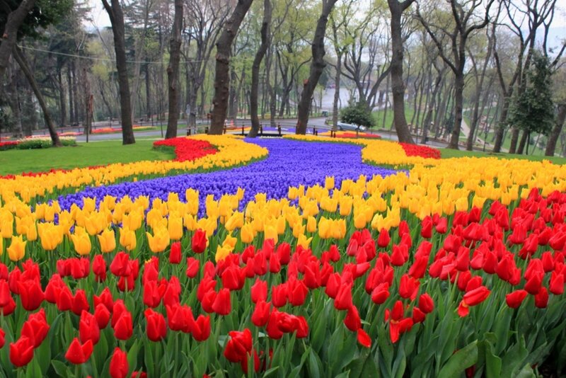 Tulip Flower Bed — Red