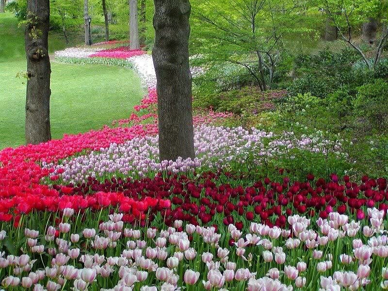 Tulip Flower Bed