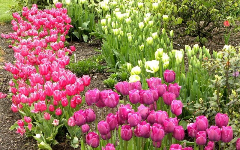 Tulip Flower Beds — Pink