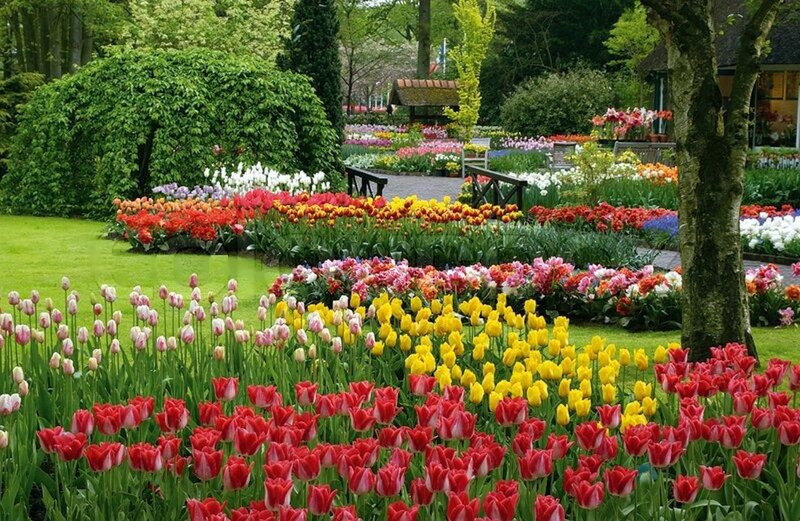Tulip Flower Beds — Red