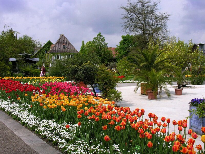 Tulip Flower Beds