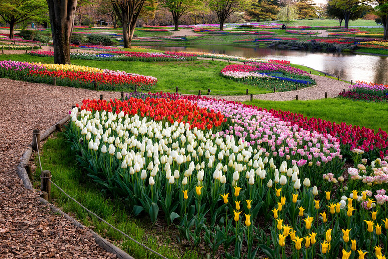 Tulip Flower Beds — White