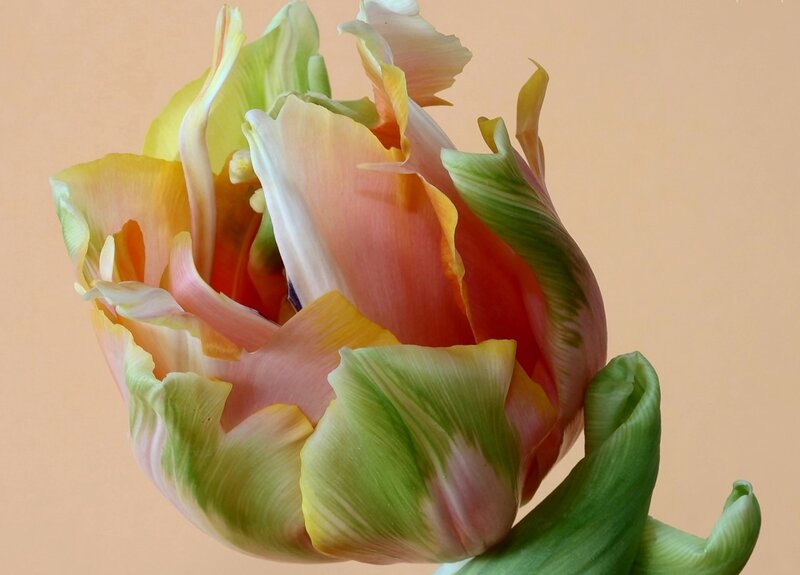 Tulip Flower Bloom — Green