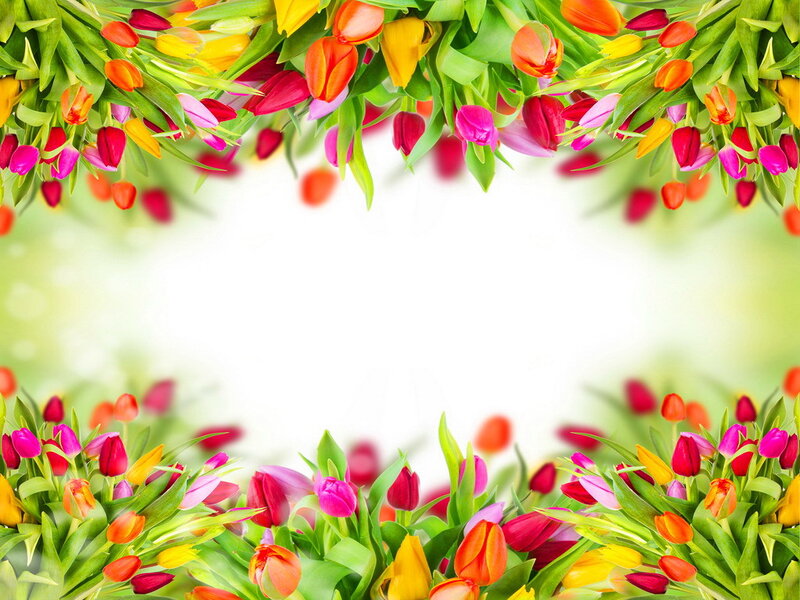 Tulip Flower Border