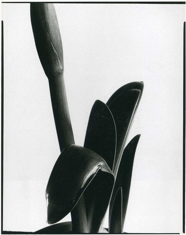 Tulip Flower Bud — Black, Dramatic