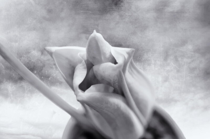 Tulip Flower Bud — Black