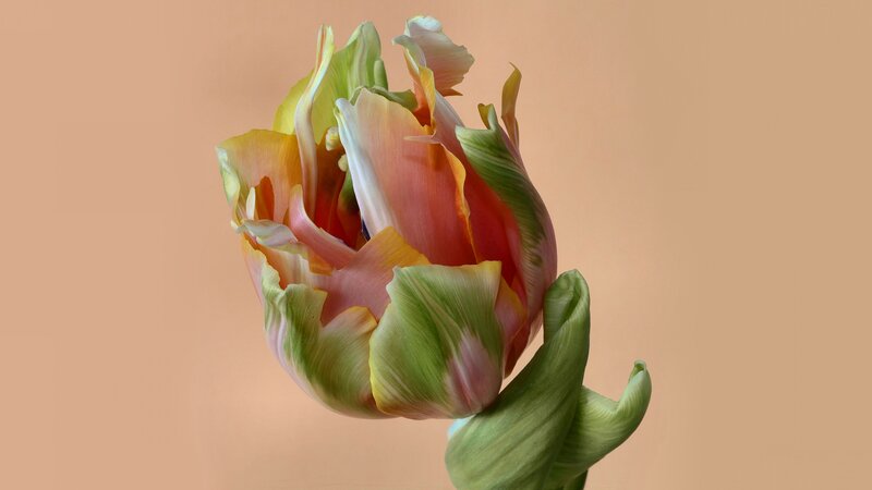 Tulip Flower Bud — Green