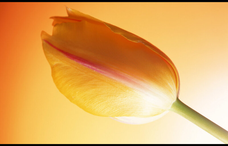 Tulip Flower Bud — Orange, Serene